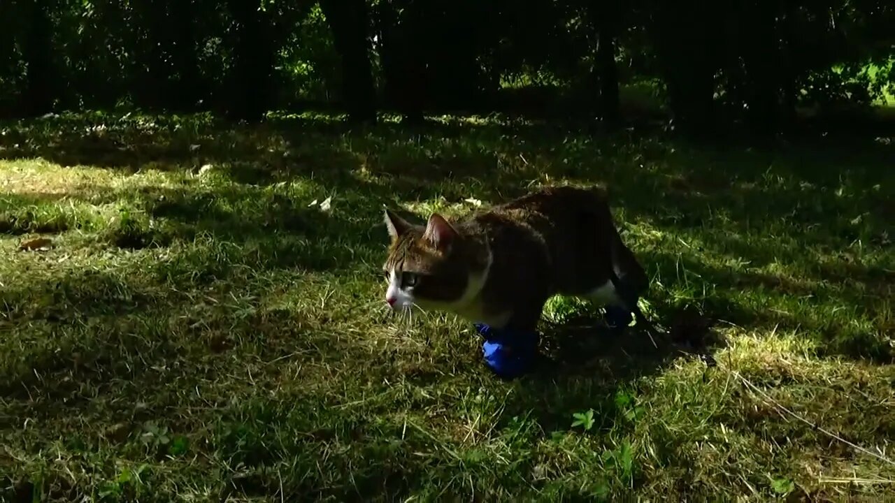 Puss in Boots Goes on a Trip