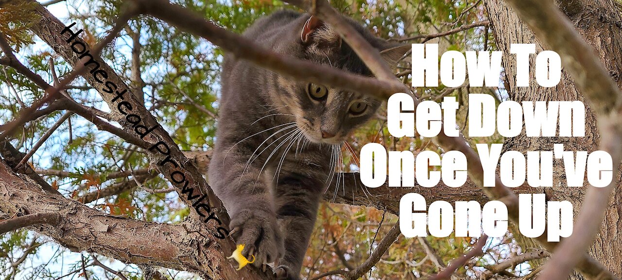 Homestead Cat ~ Floki ~ Master Tree Climber