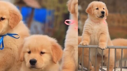 This dog is playing with his friends in the ground