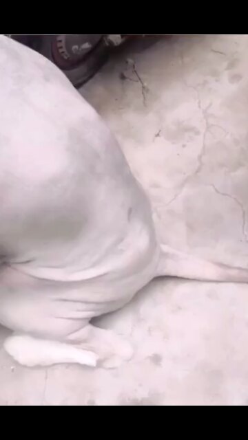 Haircut mane style hair