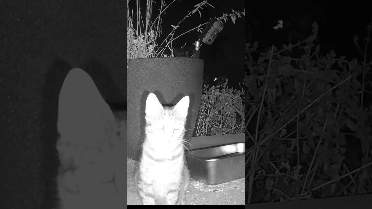 Tabby Cat hears Another Cat Meowing! 😺