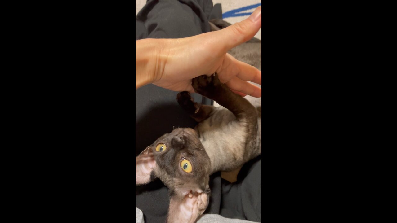 Devonrex TETO