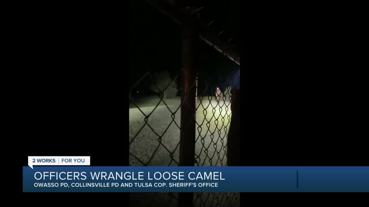 Officers wrangle loose camel