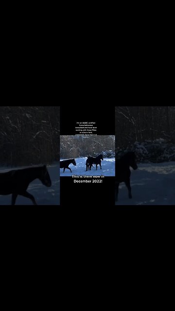 Taming Wild Mustangs Force Free: R+