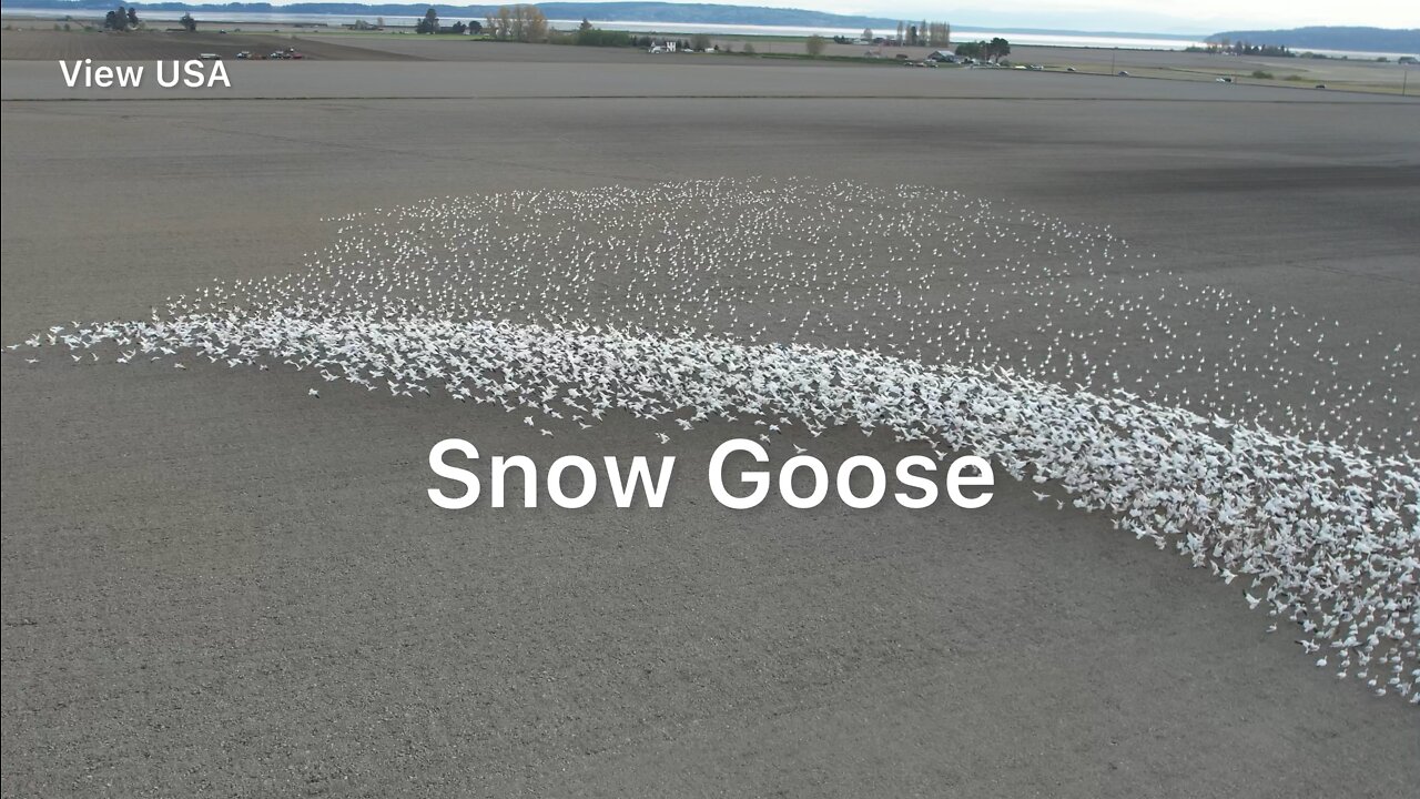 Incredible encounter nature Big Snow Goose migration | You never know | DJI Air 2S Drone