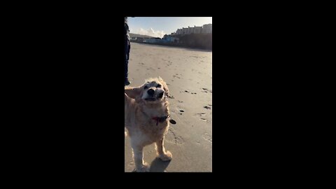 Dog hilarious flapping lips in heavy wind