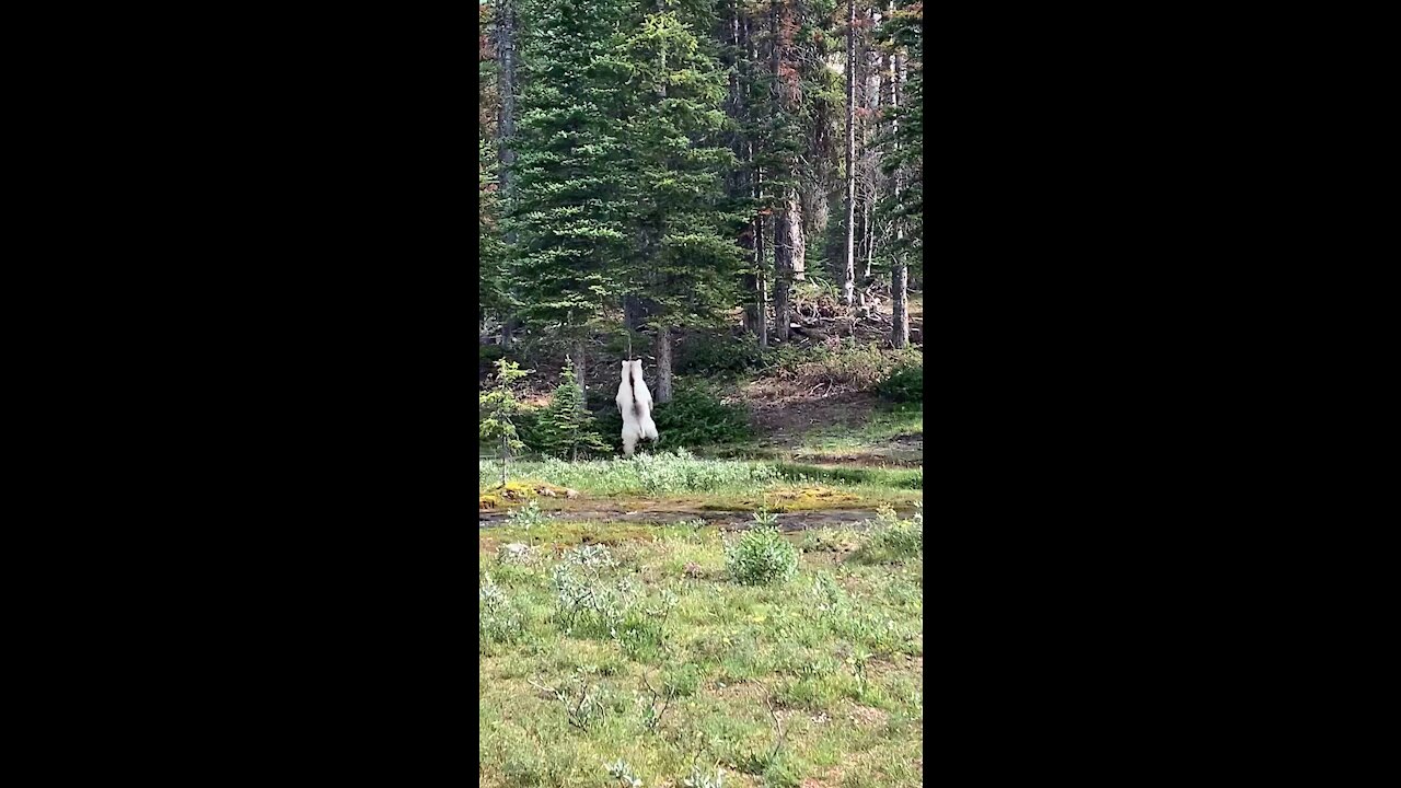 Extremely rare white grizzly bear