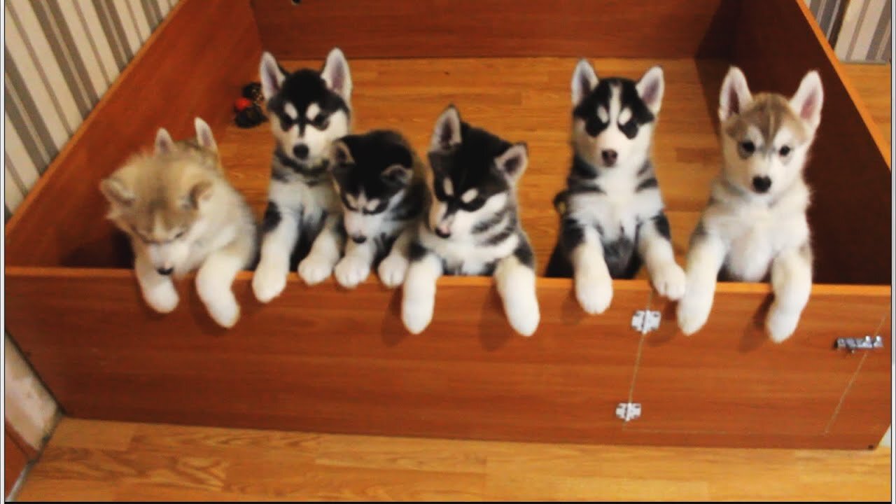 Husky Puppies