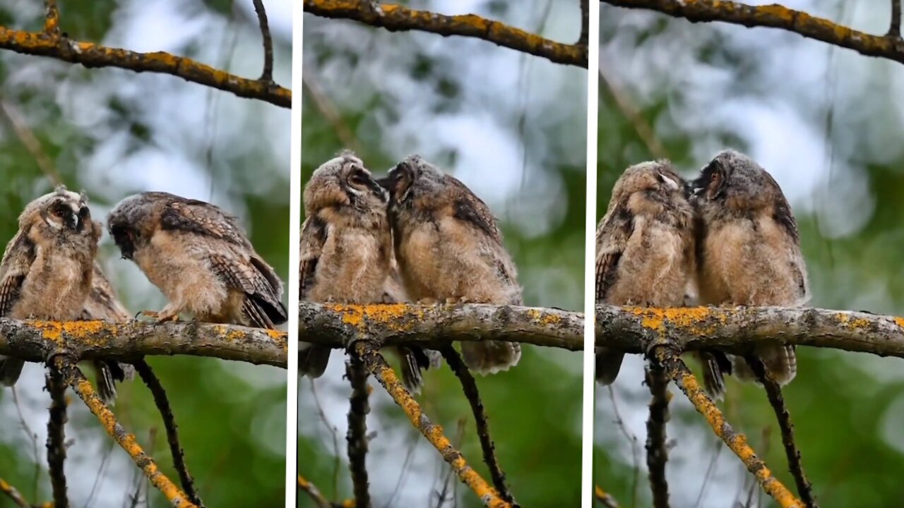 Singles must be jealous to see the romance of this pair of owls