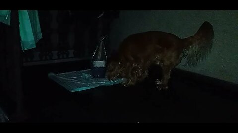 #dogshow, #amimals, #dogs, #shorts