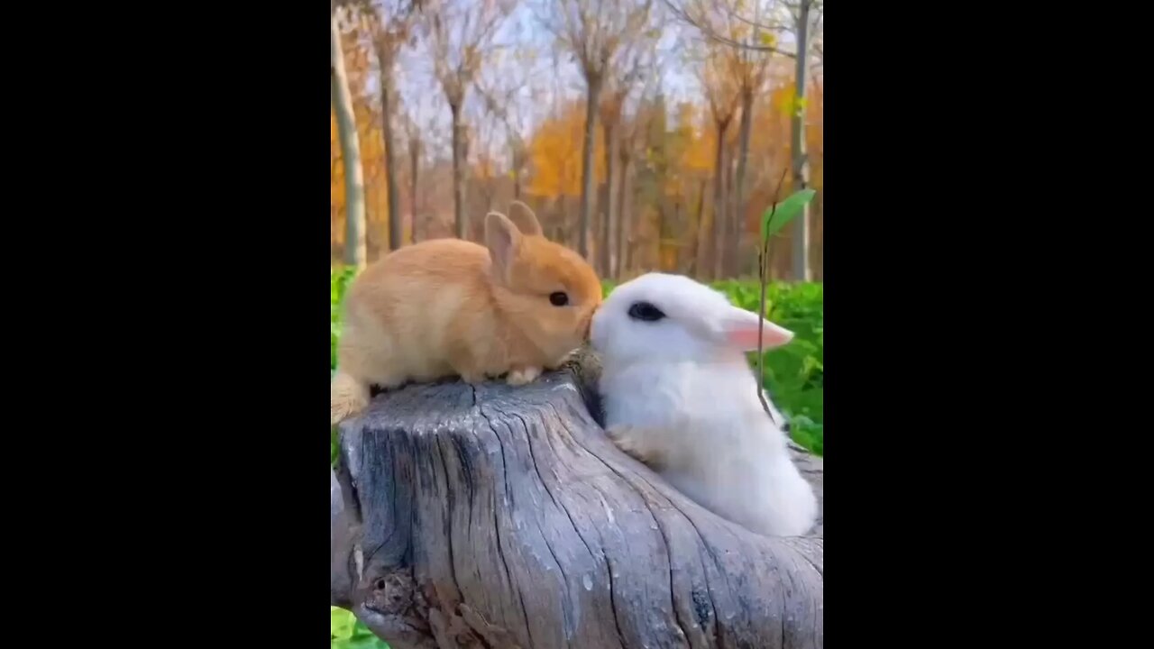 Kissing love between Rabbits🥰😘😊