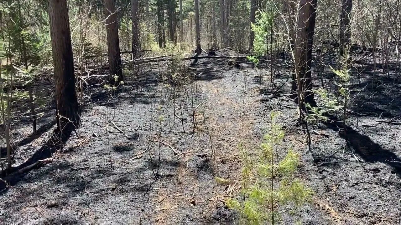 Put out a forest fire (2022)