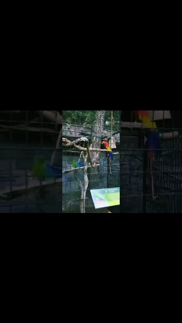 Zoo Here We Come #zoo #daddydaughter #family #shorts