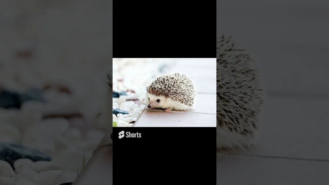 Did you know Who are Hedgehogs friends with #shorts