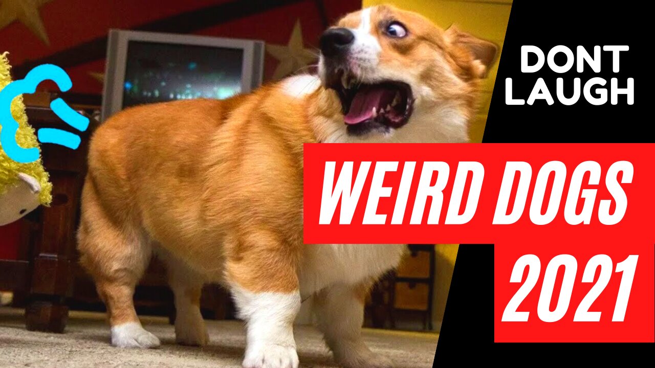 WEIRD DOGS COMPILATION 2021- DONT LAUGH!!!