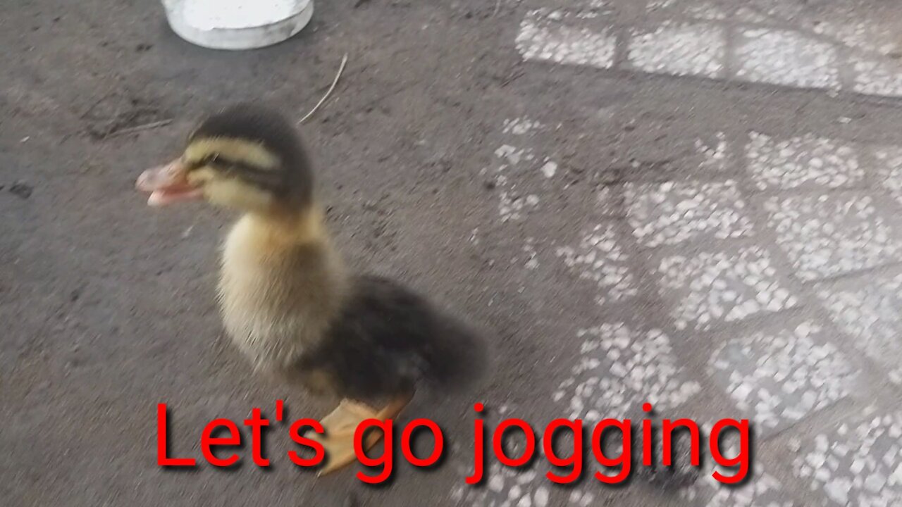 baby and baby duck jogging