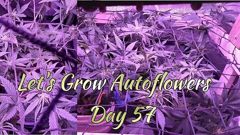 Let's Grow Autoflowers 2gether Day 57 w/Banana FFJ application