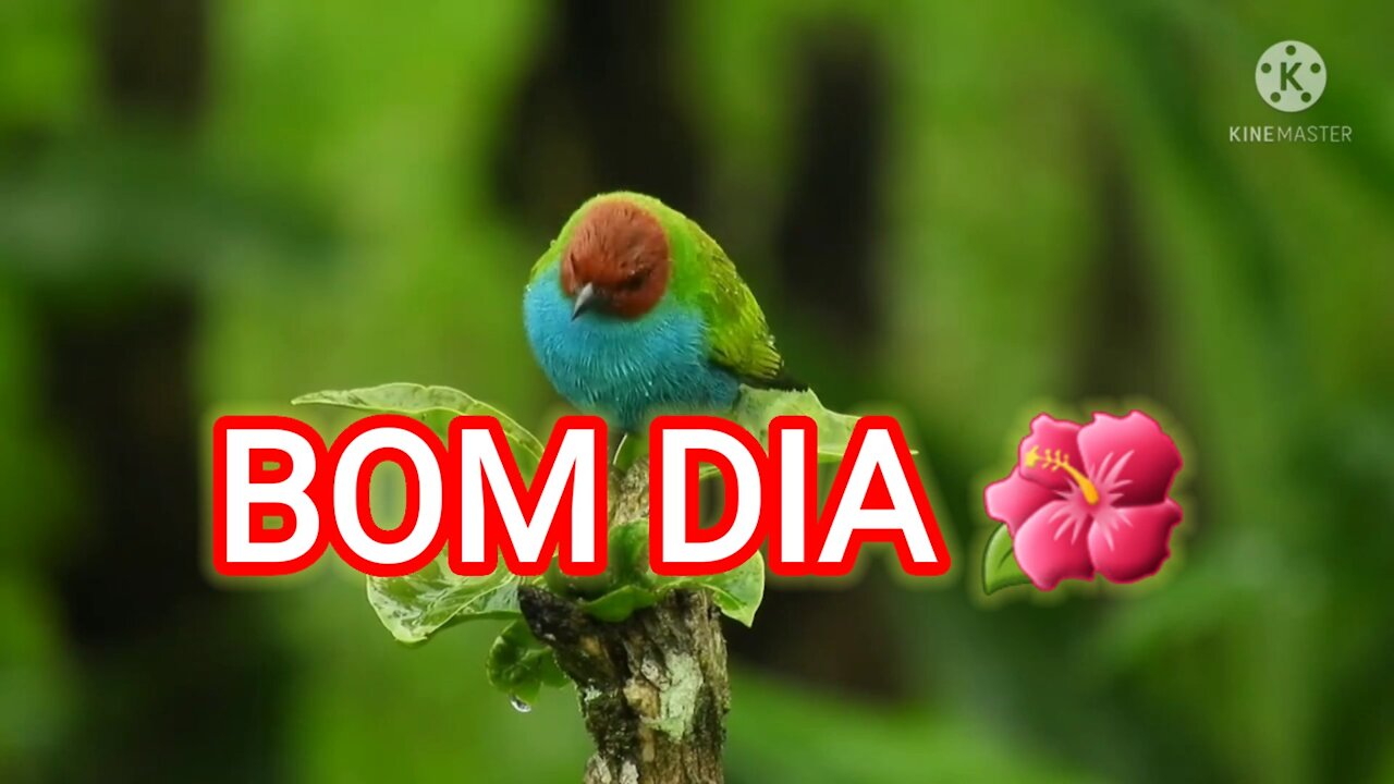 Mensagem de bom dia