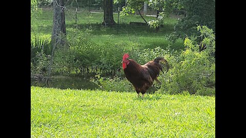 On the Farm in Alabama 🇺🇸