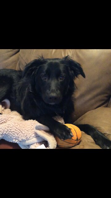Dog embarrassed being videotaped squeaking his new toy