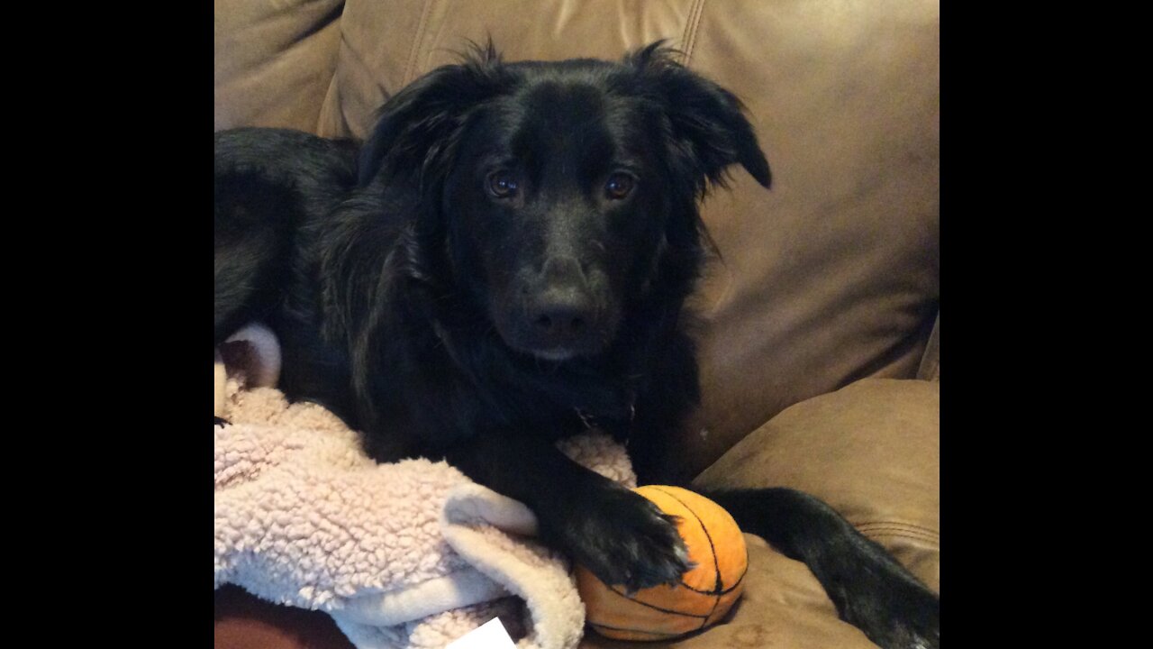 Dog embarrassed being videotaped squeaking his new toy