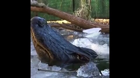 Try to save a crocodile from the freezing water