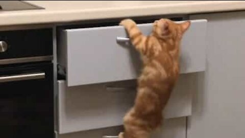 Gato escala gavetas para chegar a comida!