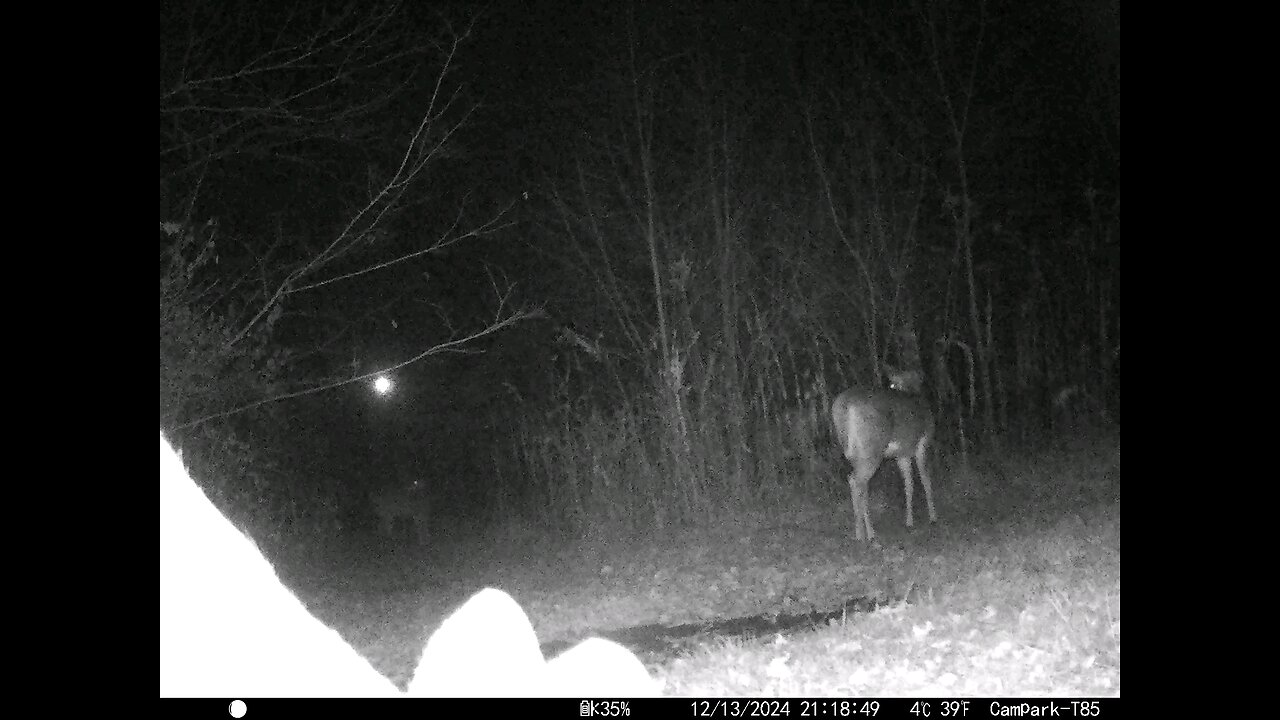 Deer Cam 12-13-2024 Close