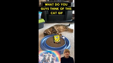 Cute Cat Gif