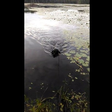 Hero Dog Saves Baby Bird In Lake