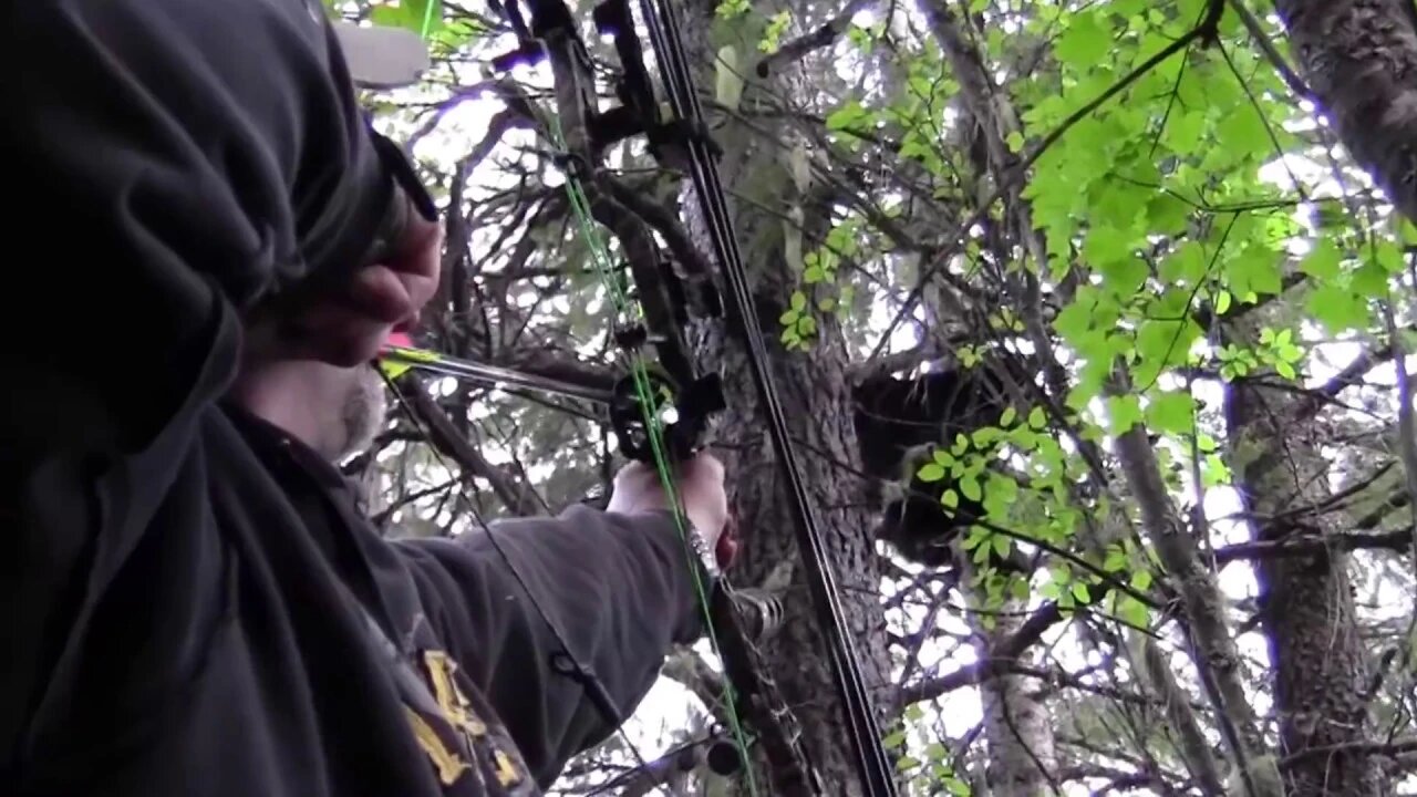 Idaho Bear Hunt with hounds, this happened fast!