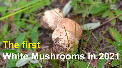 The first White Mushrooms in 2021