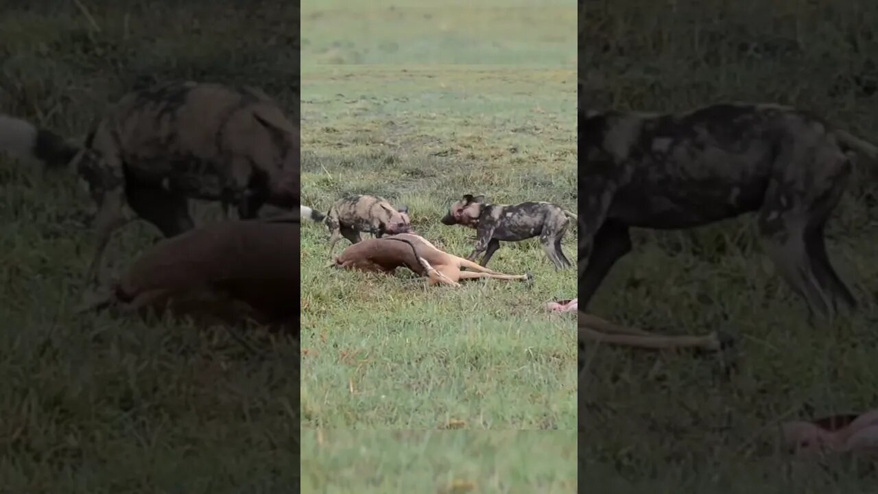 Wild Dogs Steals Food From Jackal / Wildlife at its best