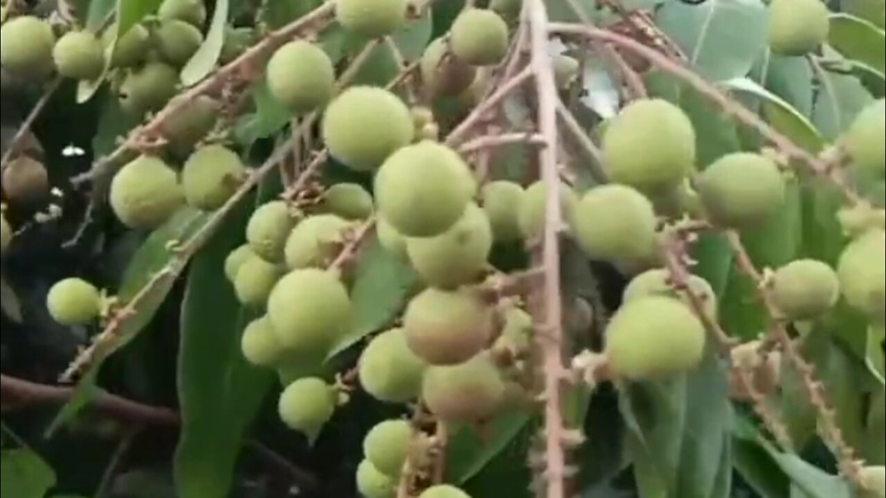 longan tree