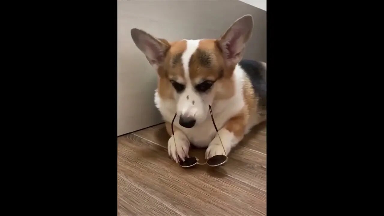 Funny Cute Corgis #2