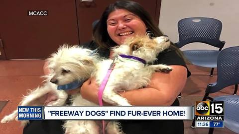 Two dogs who led DPS on freeway chase get adopted