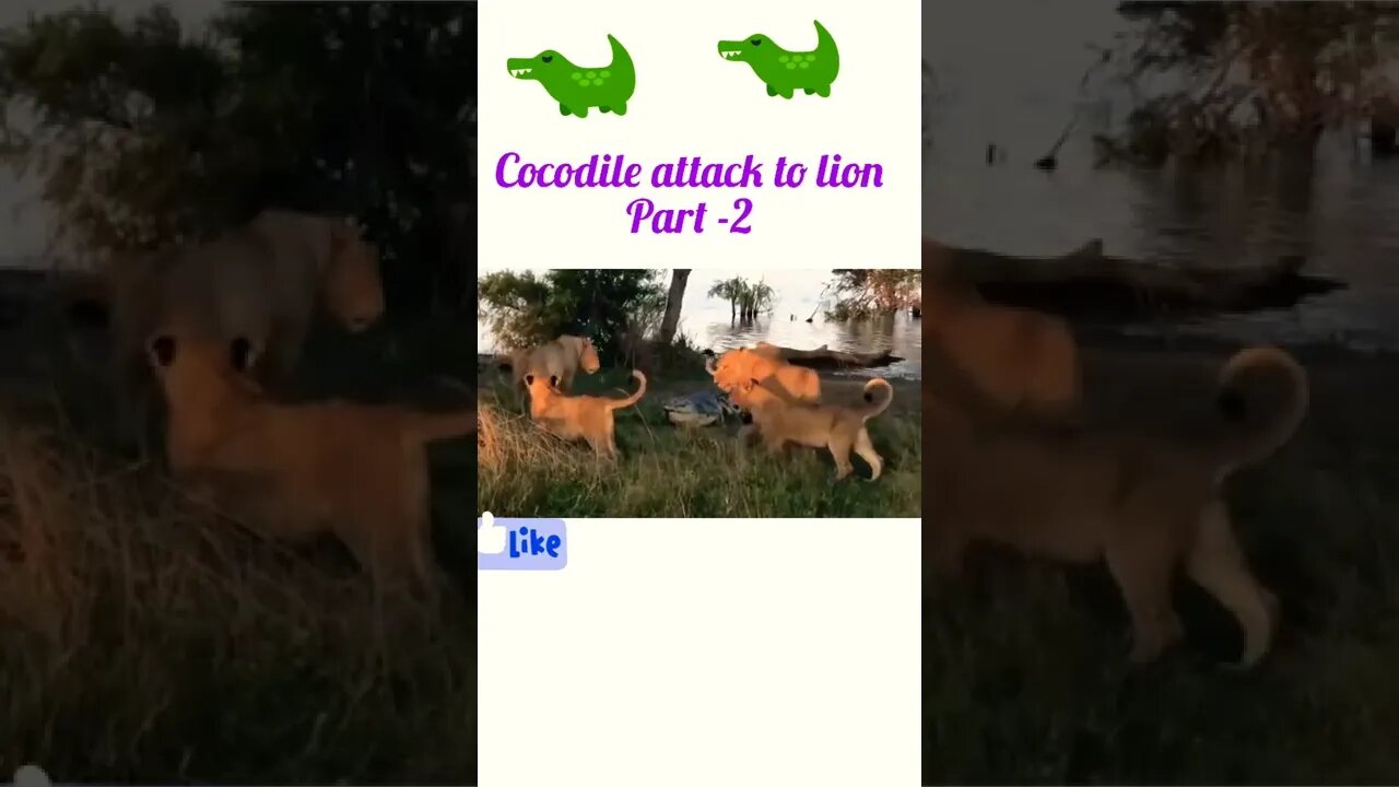 Cocodile attack to lion part 2 #shorts #shortsfeed #youtubeshorts