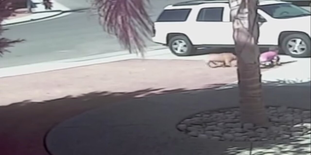 Hero cat saves toddler from dog attack.