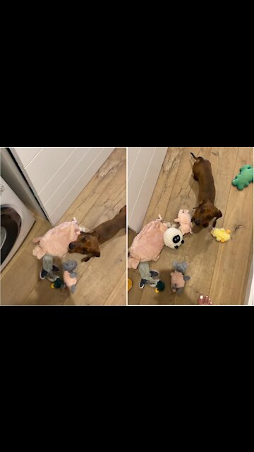 Dog Furious That Owner Washed All Her Stuffed Animals