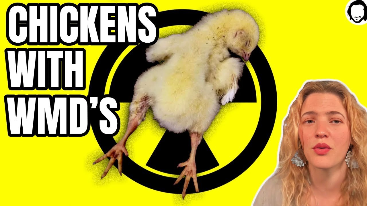 LIVE: Chickens With WMD's