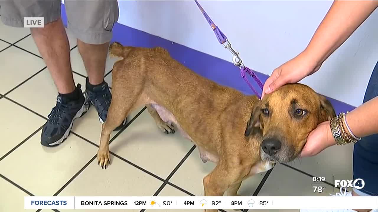 Fox 4's Pet of the Week is Mixy at Gulf Coast Humane Society