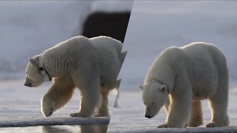 Polar Bear Walk In Ice