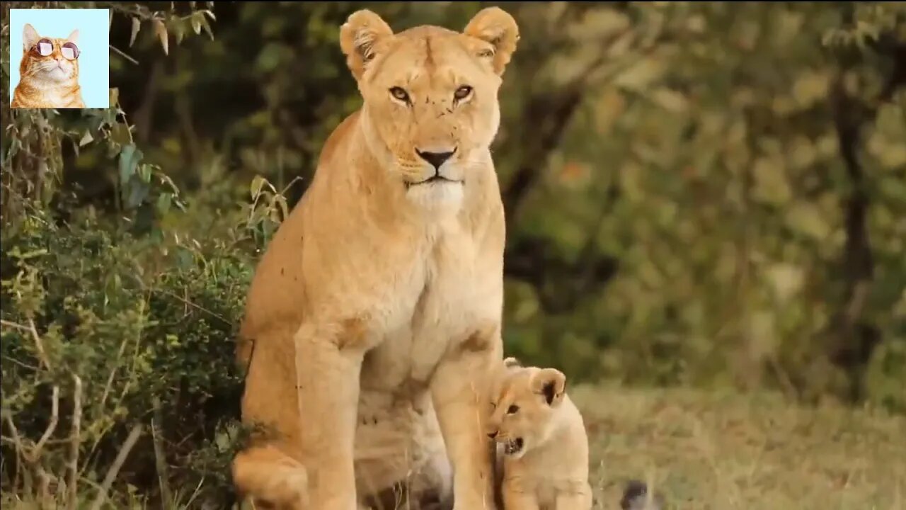 Most funny and cute tiger and lion babies video 🐅🐅