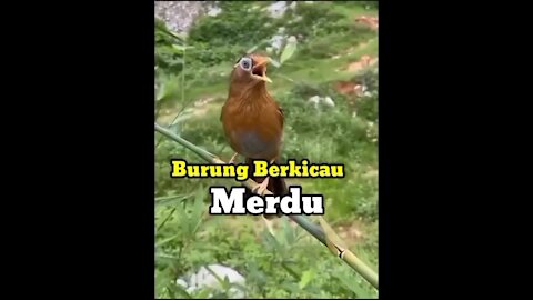 Burung Berkicau Merdu