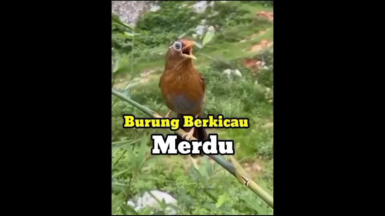 Burung Berkicau Merdu