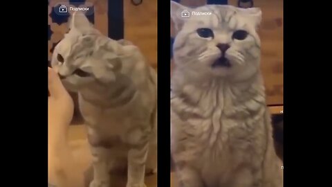 Crazy & Funny Pet Cats That Will Make your day