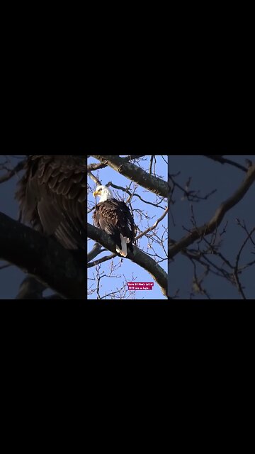 Shake Off What’s Left of 2022 Like an Eagle 🦅 #eagle #shorts