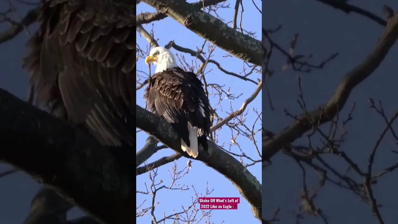 Shake Off What’s Left of 2022 Like an Eagle 🦅 #eagle #shorts