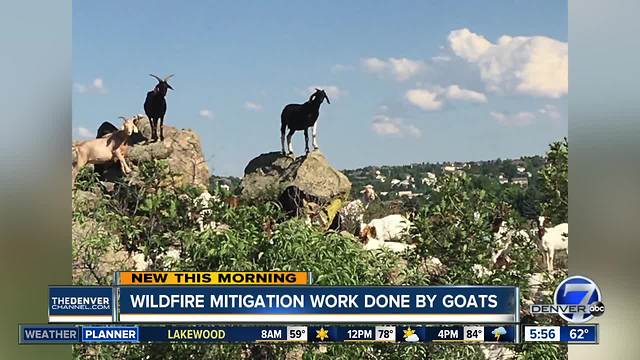 Wildfire mitigation work done by goats