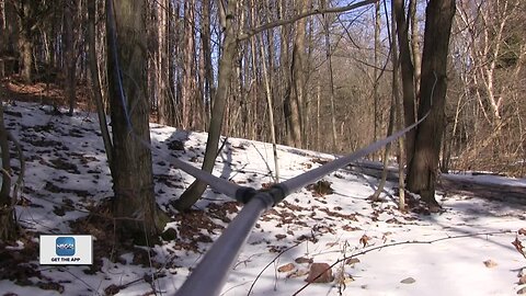 Wet summer could equate to big yields for maple syrup making